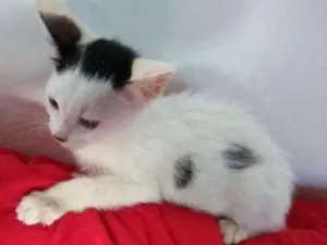 Gato raça Indefinido  idade 2 a 6 meses nome Sem nomes