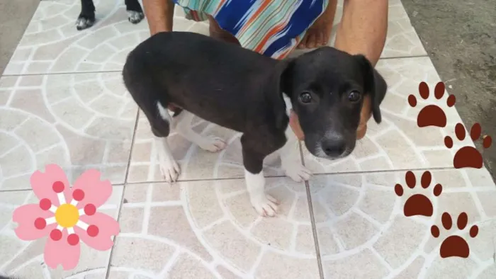 Cachorro ra a Não definida idade 2 a 6 meses nome Filhote Fêmea