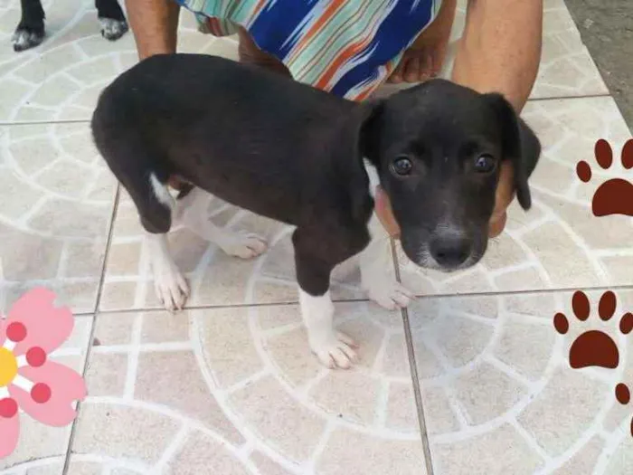 Cachorro ra a Não definida idade 2 a 6 meses nome Filhote Fêmea