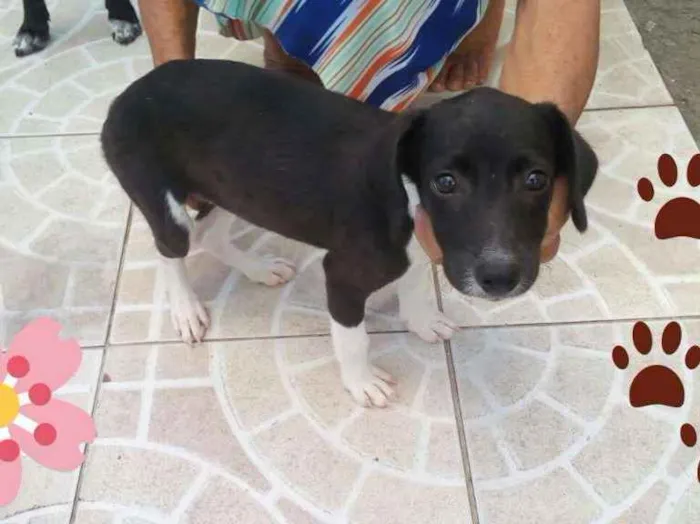 Cachorro ra a Não definida idade 2 a 6 meses nome Filhote Fêmea