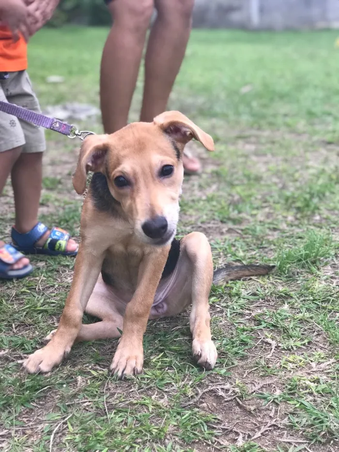 Cachorro ra a Vira Lata  idade 2 a 6 meses nome Nina 