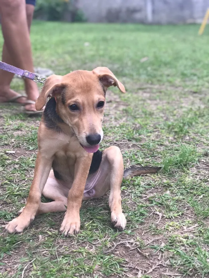 Cachorro ra a Vira Lata  idade 2 a 6 meses nome Nina 