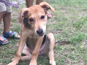 Cachorro raça Vira Lata  idade 2 a 6 meses nome Nina 