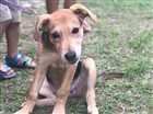 Cachorro raça Vira Lata  idade 2 a 6 meses nome Nina 