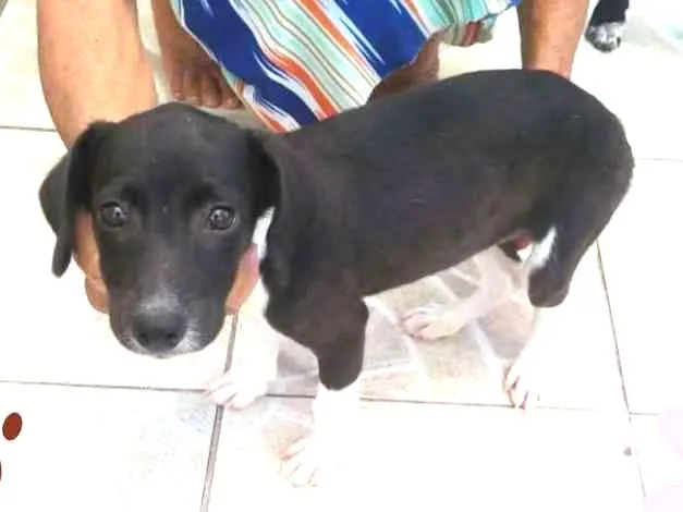 Cachorro ra a Não definida idade 2 a 6 meses nome Filhote Fêmea