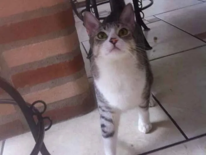 Gato ra a vira lata idade 7 a 11 meses nome gordinho