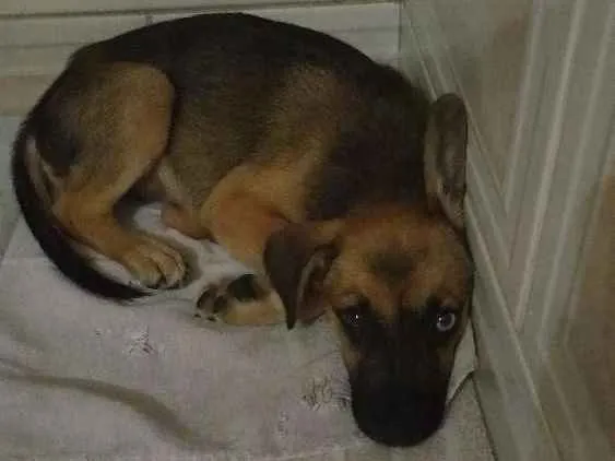 Cachorro ra a Vira lata idade 2 a 6 meses nome Achei filhote