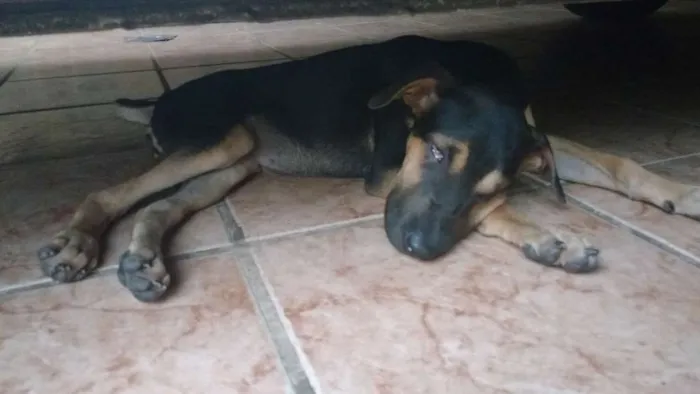 Cachorro ra a Vira lata idade 2 a 6 meses nome Achei filhote
