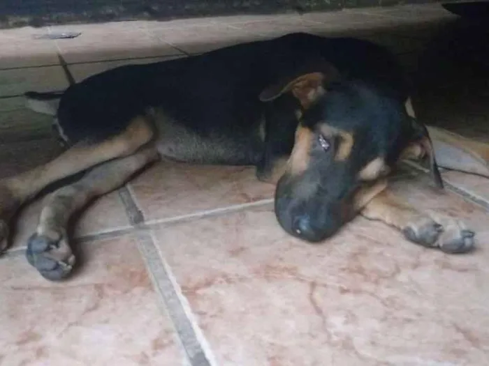 Cachorro ra a Vira lata idade 2 a 6 meses nome Achei filhote