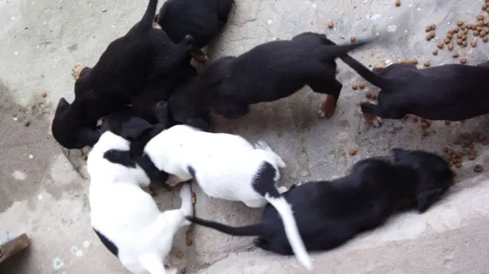 Cachorro raça Cofap com pinscher  idade  nome Novinhos