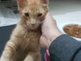 Whiskey 