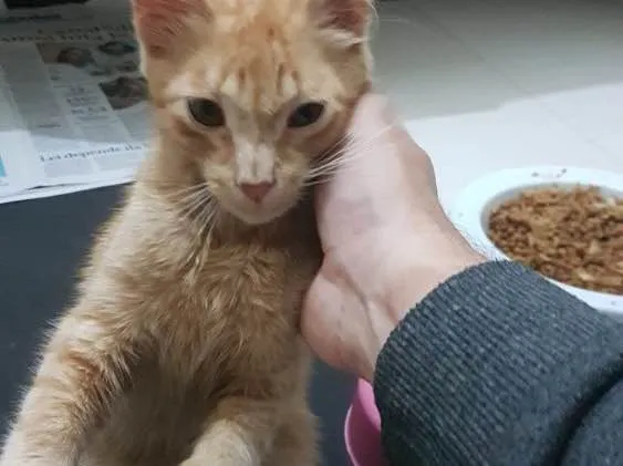 Gato ra a  idade 2 a 6 meses nome Whiskey 