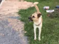 Simba