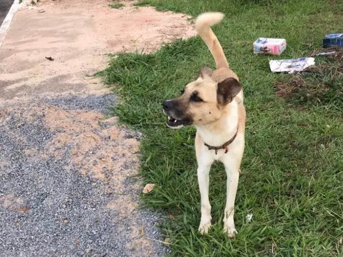 Cachorro ra a Vira lata  idade 3 anos nome Simba