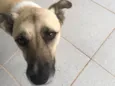Simba