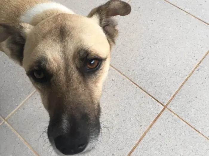 Cachorro ra a Vira lata  idade 3 anos nome Simba