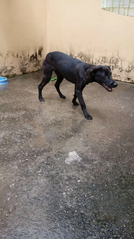 Cachorro ra a Vira lata idade 2 a 6 meses nome Goku