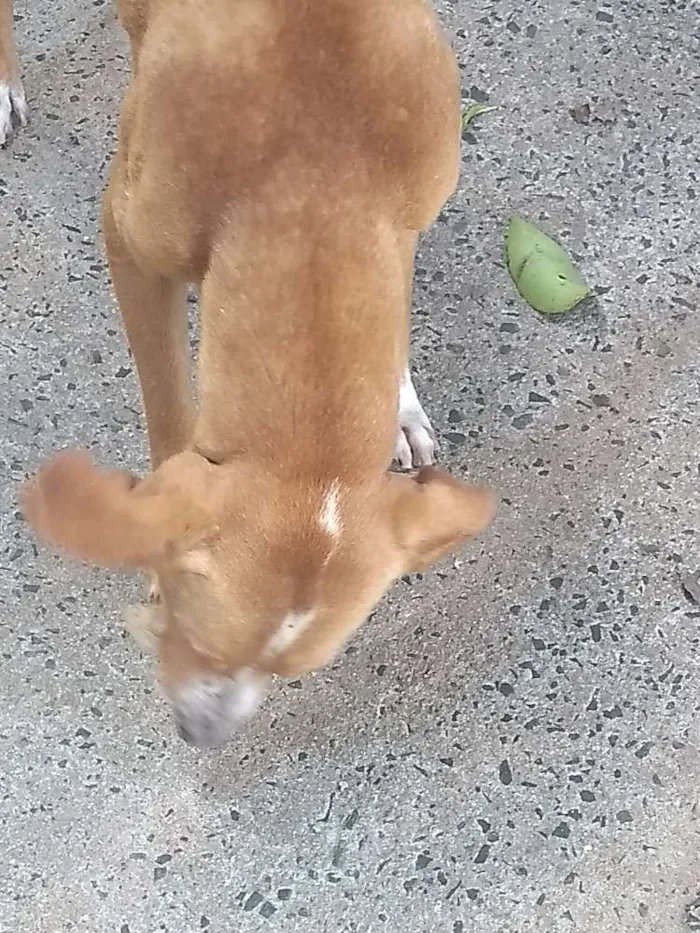 Cachorro ra a Vira lata idade 4 anos nome Thai