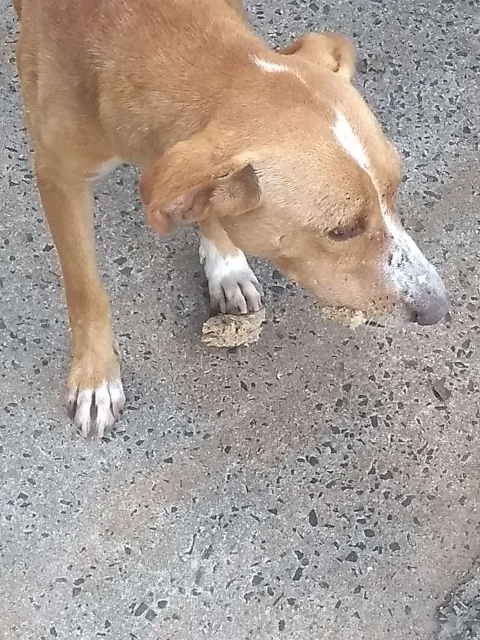Cachorro ra a Vira lata idade 4 anos nome Thai