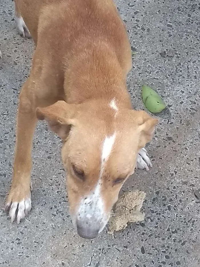 Cachorro ra a Vira lata idade 4 anos nome Thai