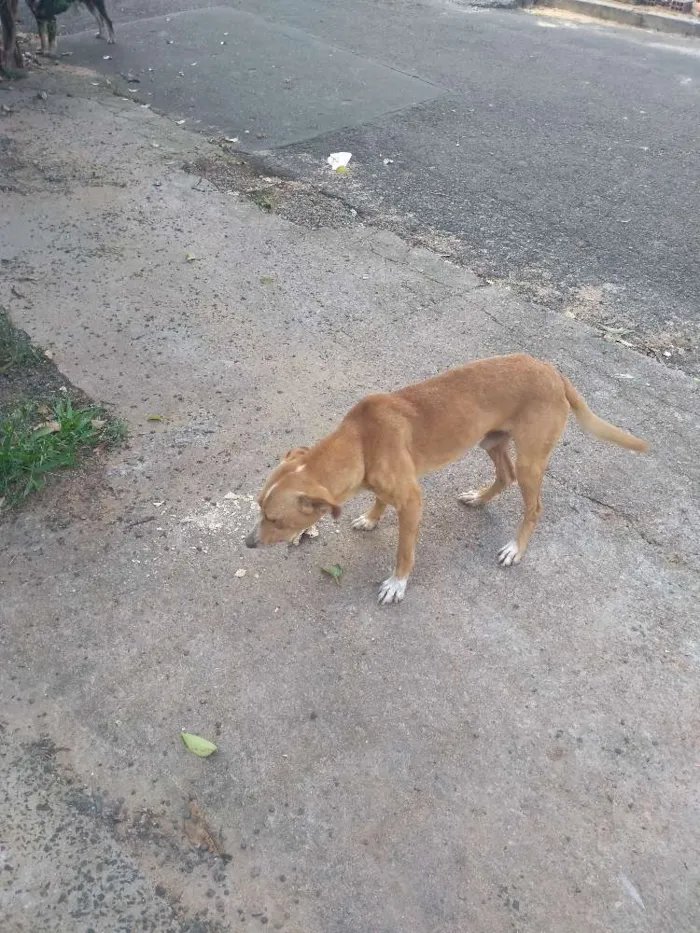 Cachorro ra a Vira lata idade 4 anos nome Thai
