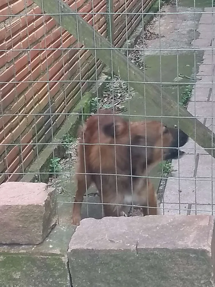 Cachorro ra a Viralata idade 4 anos nome Rolisso