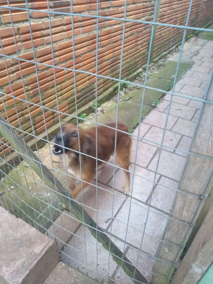 Cachorro ra a Viralata idade 4 anos nome Rolisso