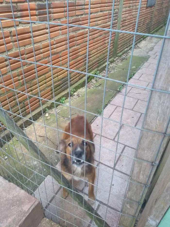 Cachorro ra a Viralata idade 4 anos nome Rolisso