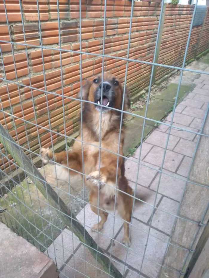 Cachorro ra a Viralata idade 4 anos nome Rolisso