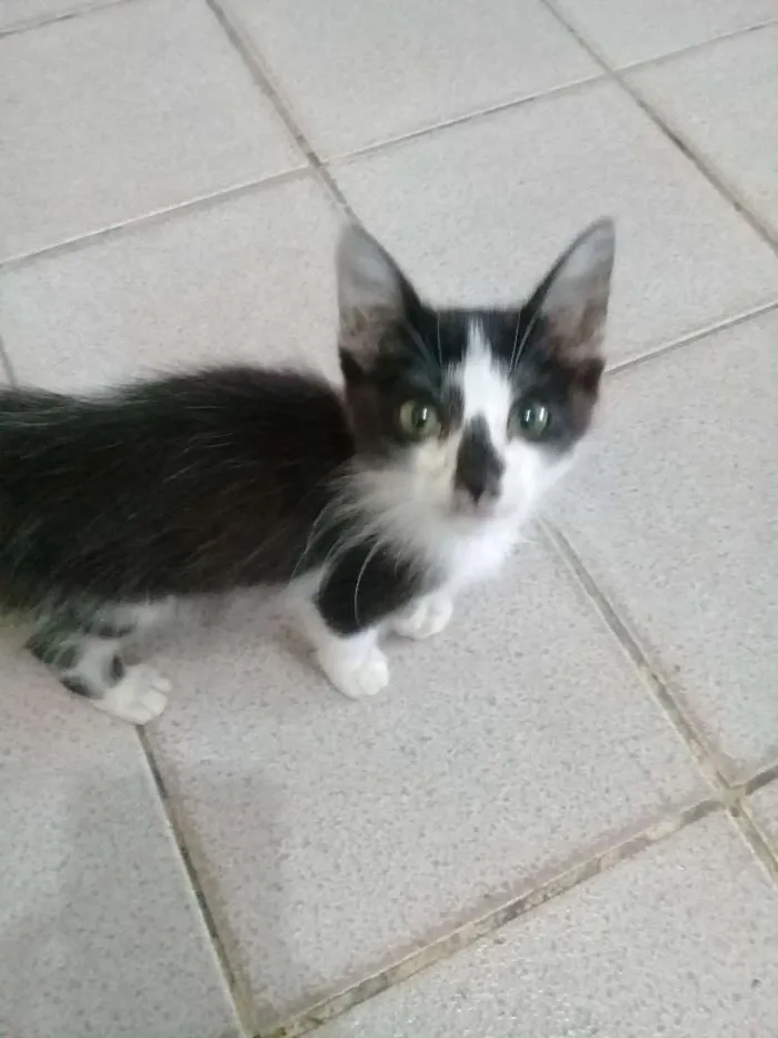 Gato ra a frajola idade Abaixo de 2 meses nome Mel