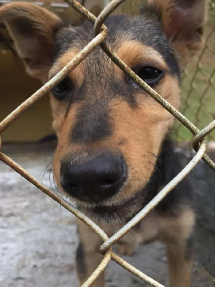 Cachorro ra a Vira lata idade 2 a 6 meses nome Não tem ainda