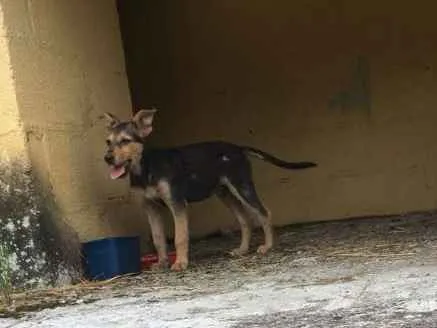 Cachorro ra a Vira lata idade 2 a 6 meses nome Não tem ainda