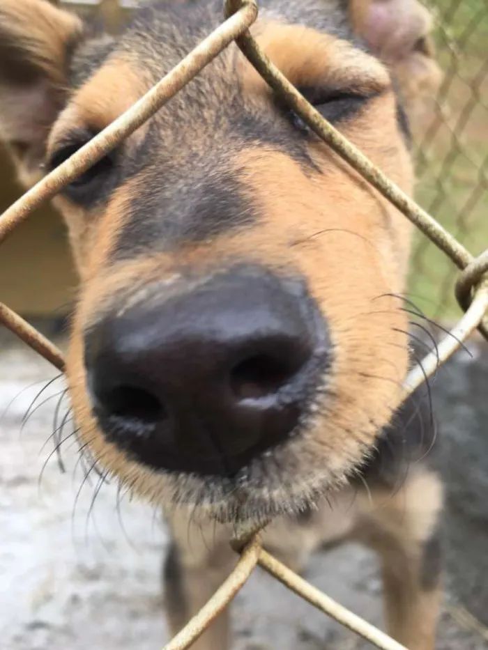 Cachorro ra a Vira lata idade 2 a 6 meses nome Não tem ainda