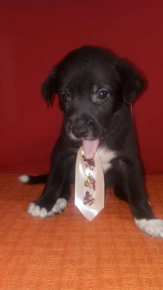 Cachorro ra a Srd idade Abaixo de 2 meses nome Não defini nome