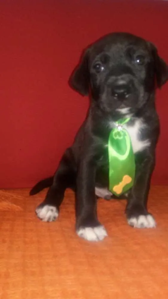 Cachorro ra a SRD idade Abaixo de 2 meses nome A definir