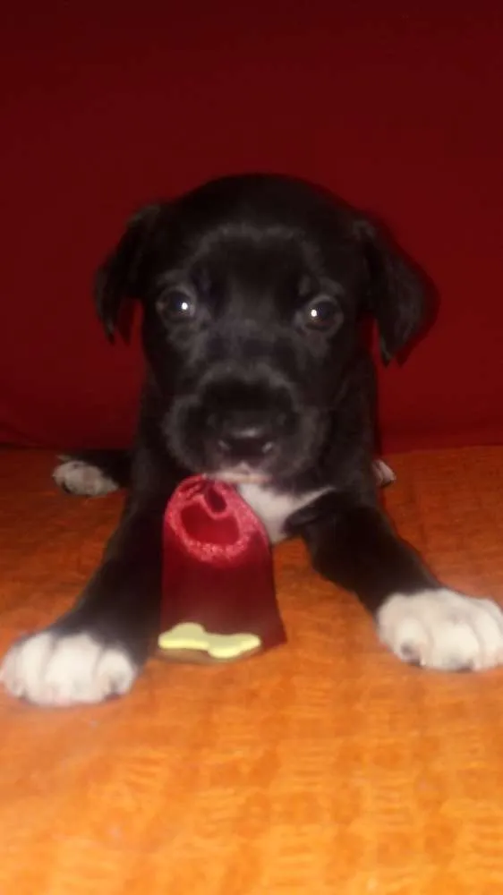 Cachorro ra a SRD idade Abaixo de 2 meses nome A definir