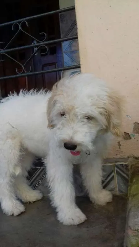 Cachorro ra a srd idade 2 a 6 meses nome Mily