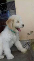Mily