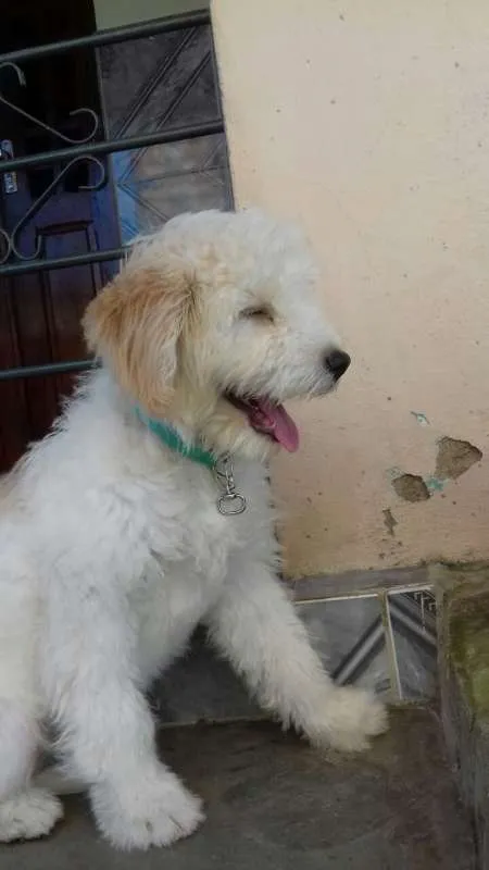 Cachorro ra a srd idade 2 a 6 meses nome Mily