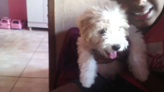 Cachorro ra a srd idade 2 a 6 meses nome Mily