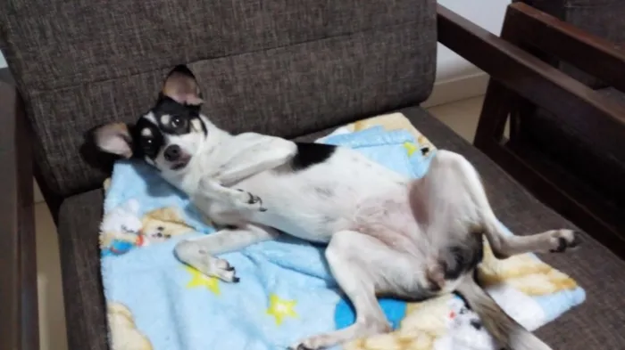 Cachorro ra a Vira lata idade 5 anos nome Nina