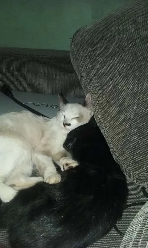 Gato ra a Siamês e vira-lata idade 2 a 6 meses nome Alfa e Mike