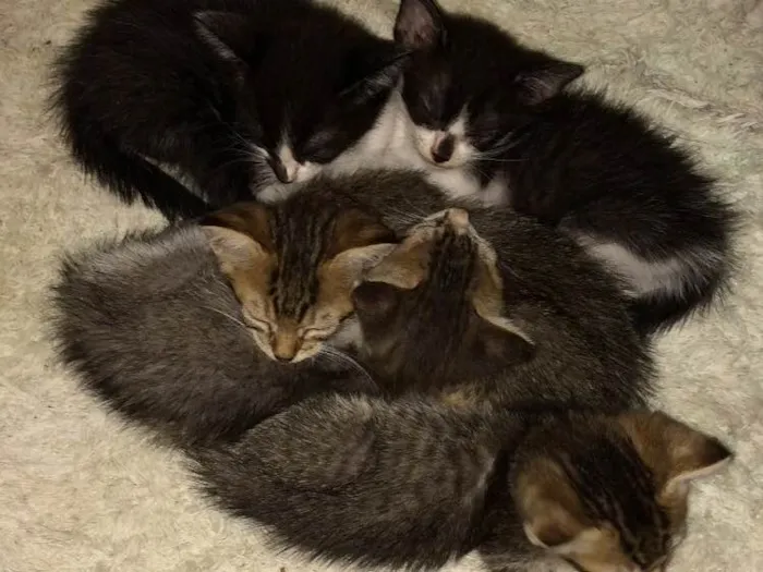 Gato ra a Vira lata  idade Abaixo de 2 meses nome A escolher