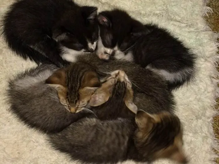 Gato ra a Vira lata  idade Abaixo de 2 meses nome A escolher