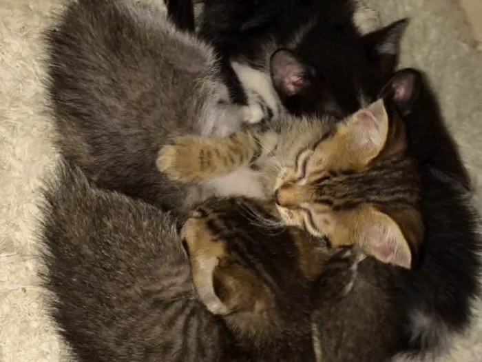 Gato ra a Vira lata  idade Abaixo de 2 meses nome A escolher