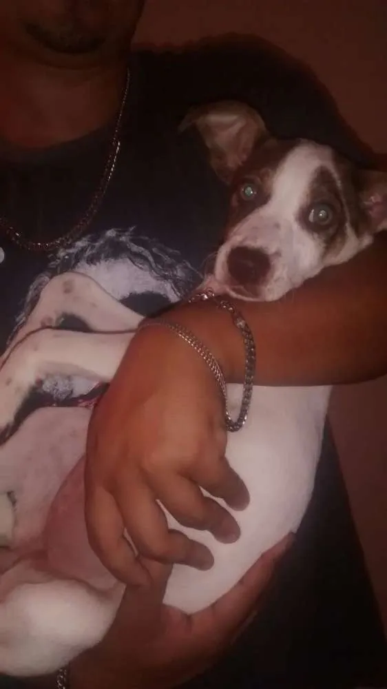 Cachorro ra a Vira lata idade 2 a 6 meses nome Dorinha