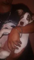 Dorinha