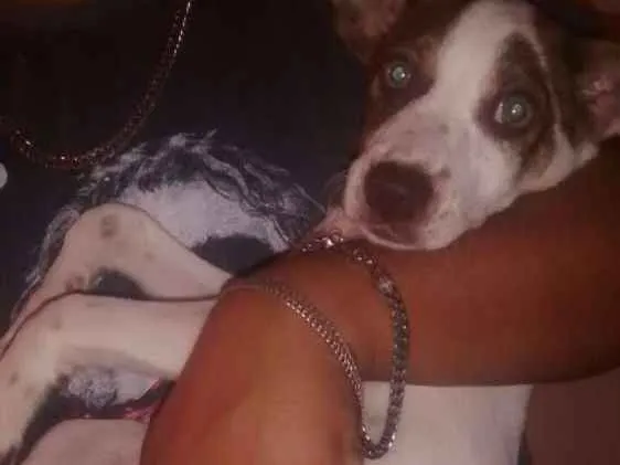 Cachorro ra a Vira lata idade 2 a 6 meses nome Dorinha