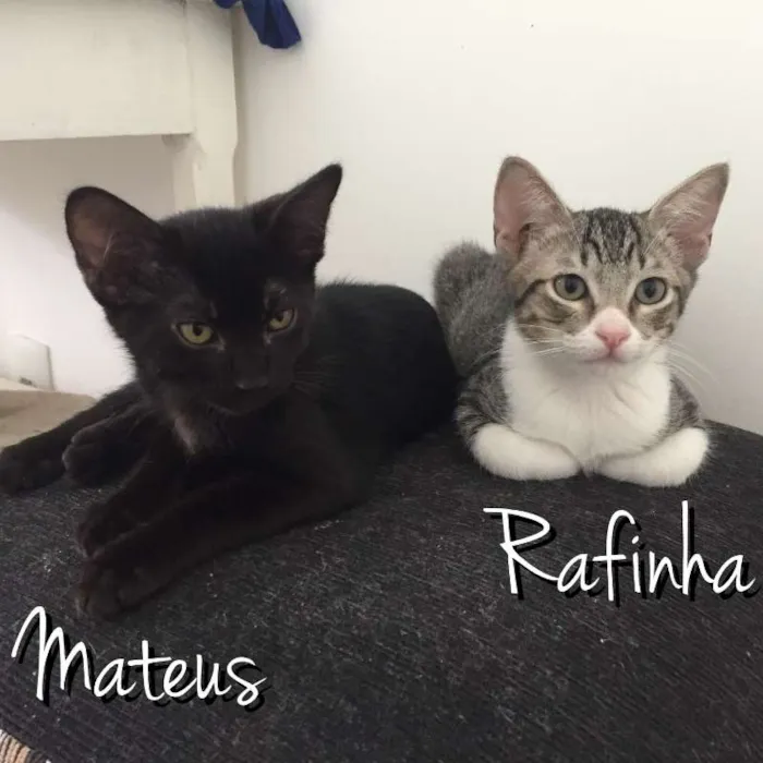 Gato ra a SRD idade 2 a 6 meses nome Rafinha e Mateus