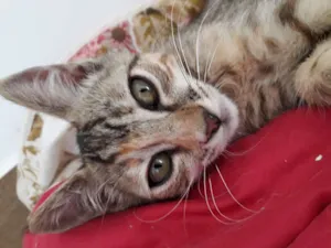 Gato raça SRD idade 2 a 6 meses nome Sophia